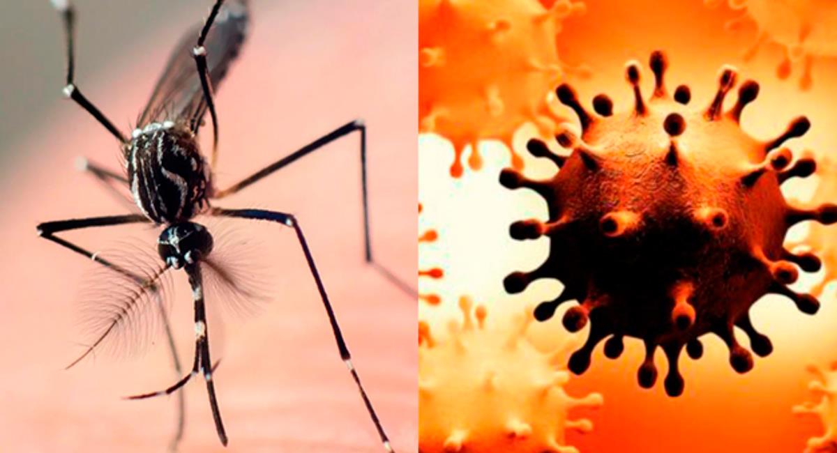Dengue y la COVID-19 presenta diferentes síntomas. Foto: Andina