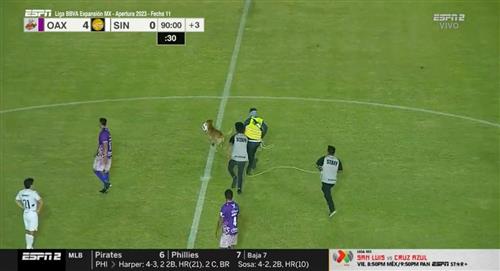 ¡Olé, olé! Perro se volvió viral en México tras interrumpir partido