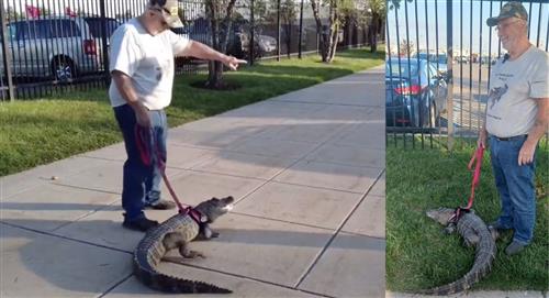 Hincha intenta ingresar al estadio con un caimán como mascota 